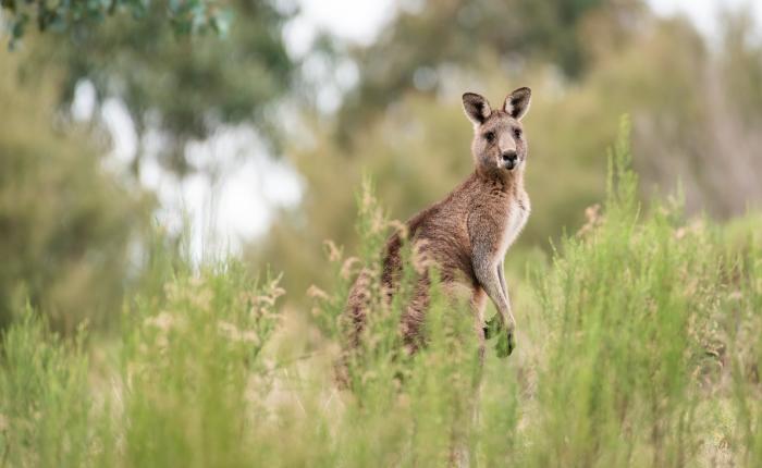 Austraalia meelitab noori 12€ lennupiletitega